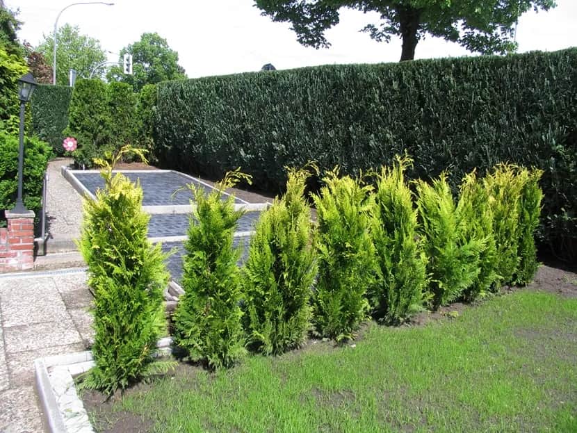 Czy można sadzić drzewa przed ogrodzeniem? Zasady i najlepsze praktyki